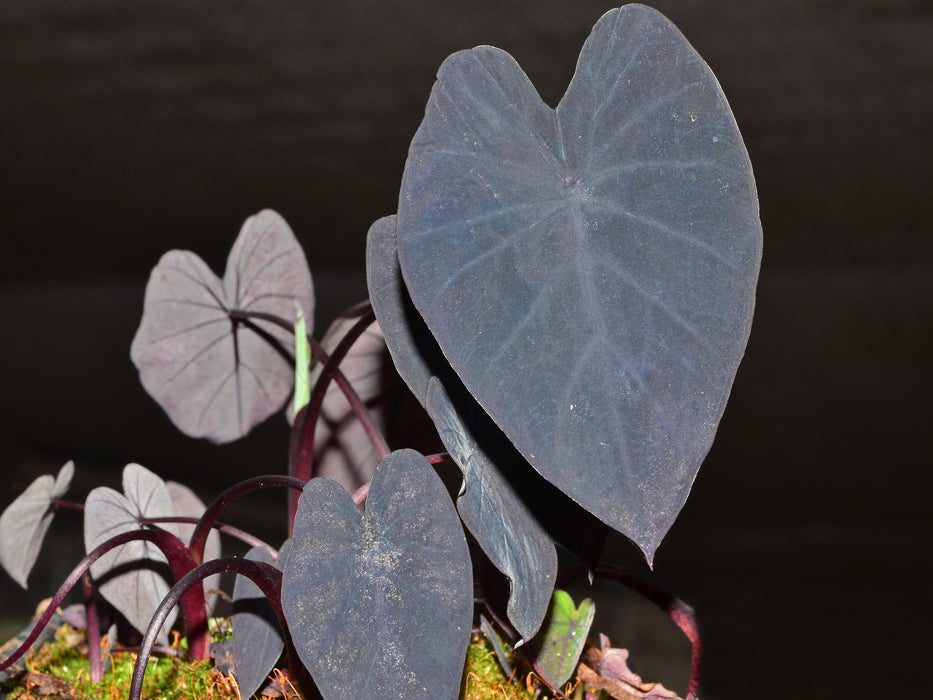 Colocasia esculenta