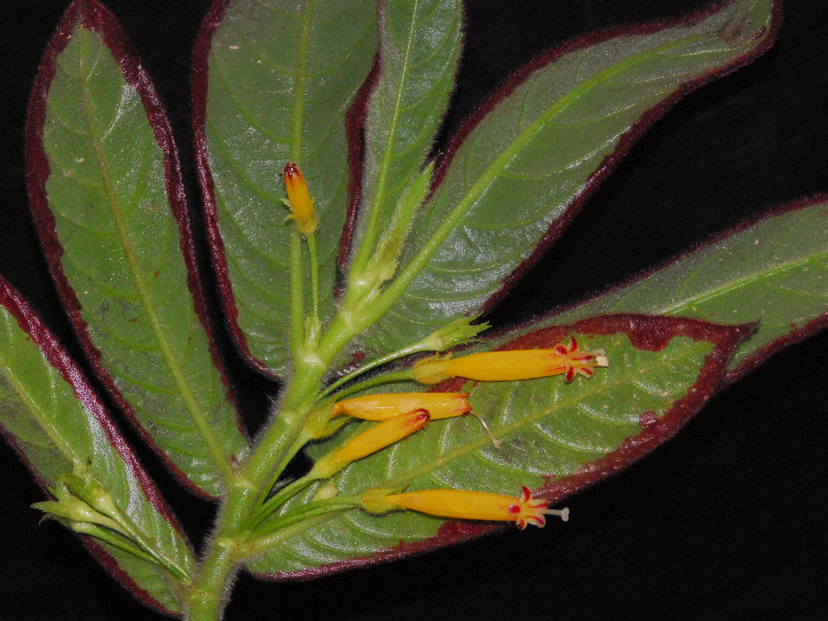 Columnea decorata