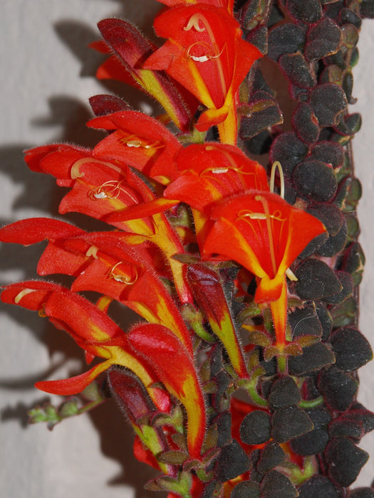 Columnea gloriosa