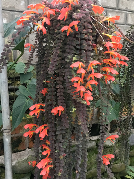 Columnea gloriosa