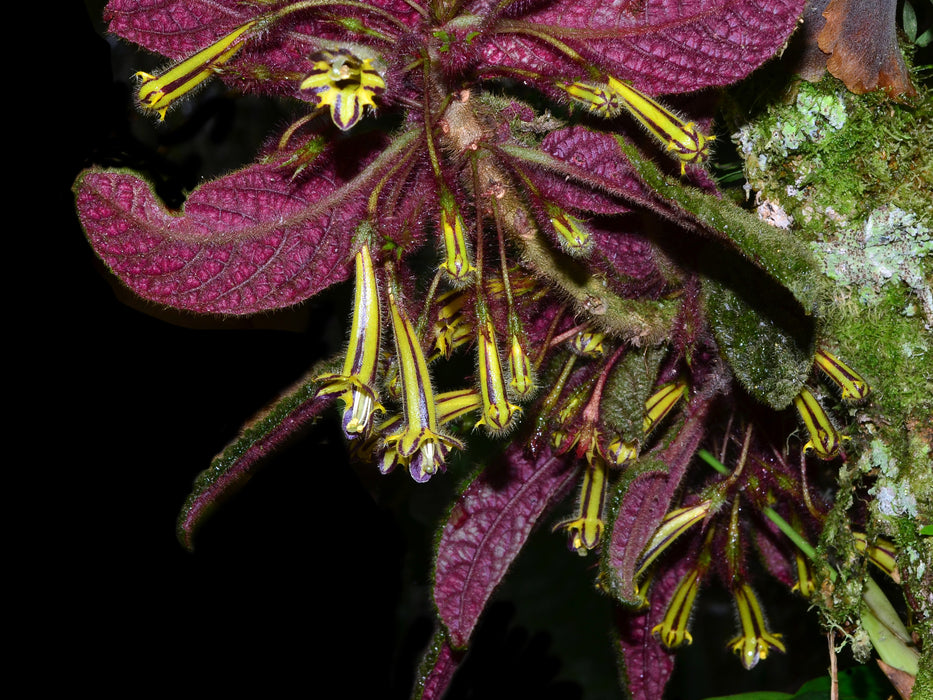 Columnea purpureovittata