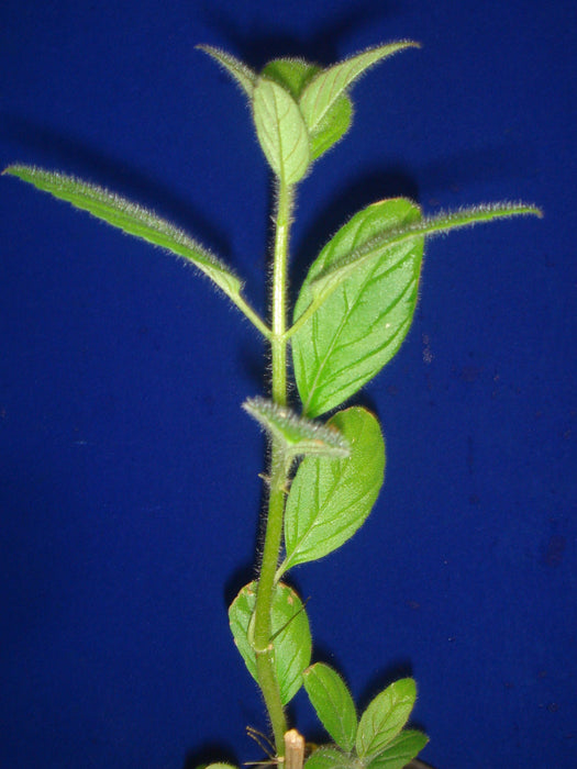 Columnea spathulata