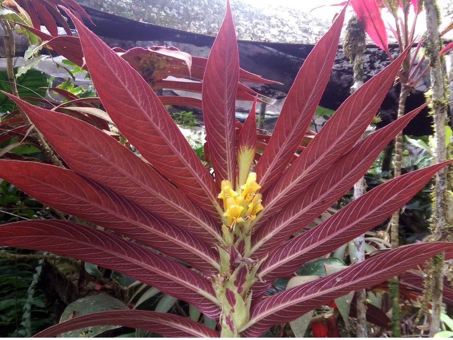 Columnea tessmannii