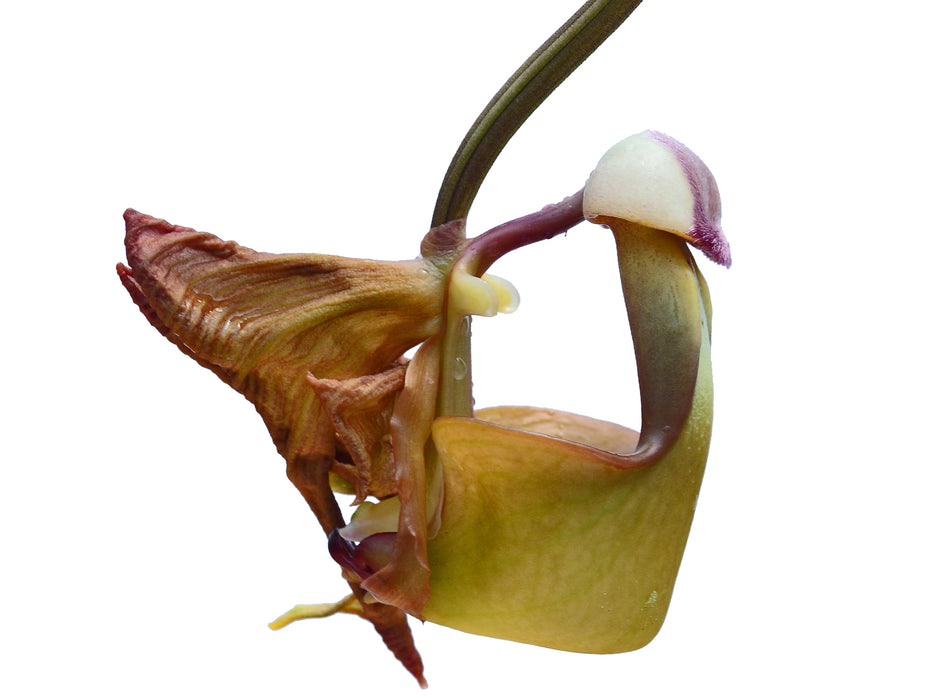 Coryanthes bergoldii