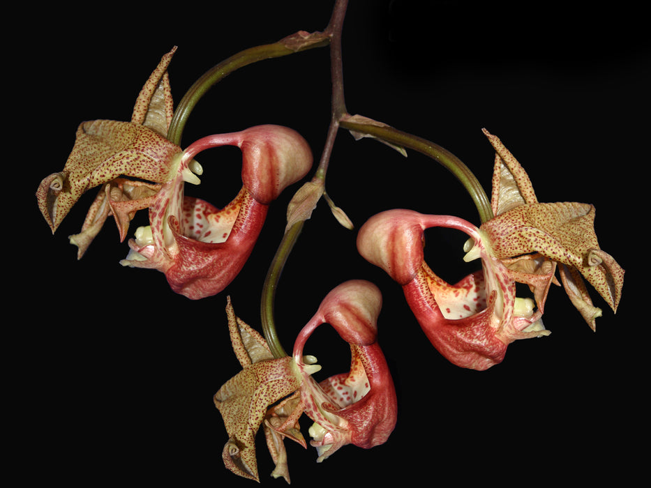 Coryanthes mastersiana