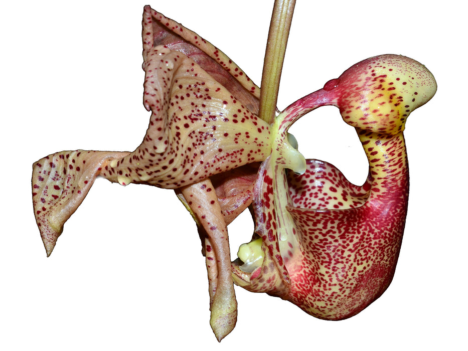 Coryanthes speciosa