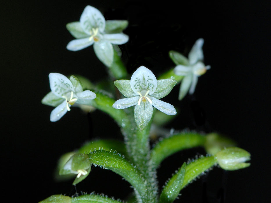 Cranichis diphylla