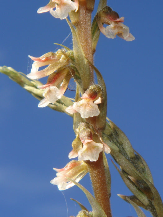 Cyclopogon argyrotaenius