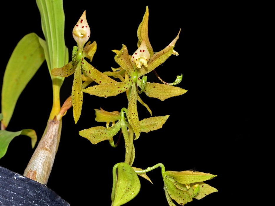 Cycnoches farnsworthianum