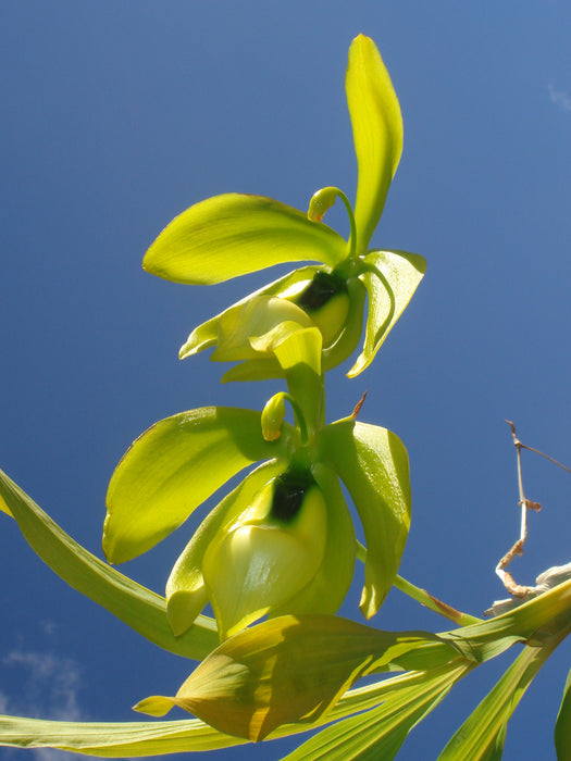 Cycnoches lehmannii