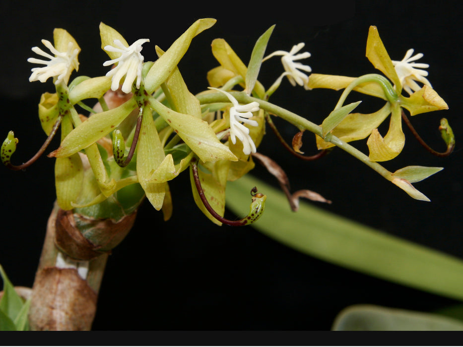 Cycnoches peruvianum