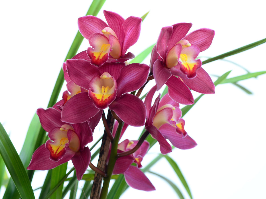 Cymbidium 1098-1 Pink Veil Anna Maria