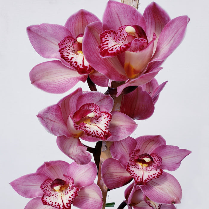 Cymbidium 1358 Ec