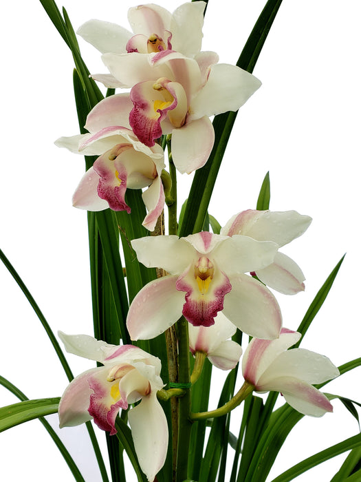 Cymbidium 6262 Pearl-balkis Fiona