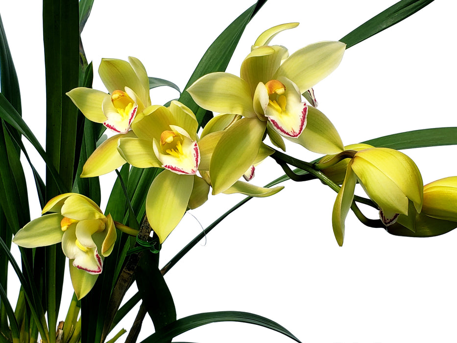 Cymbidium 947-14 Fortissimo Pianist