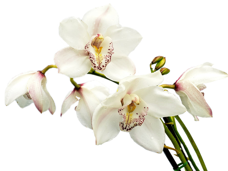 Cymbidium Blanco Gigante Special h00196