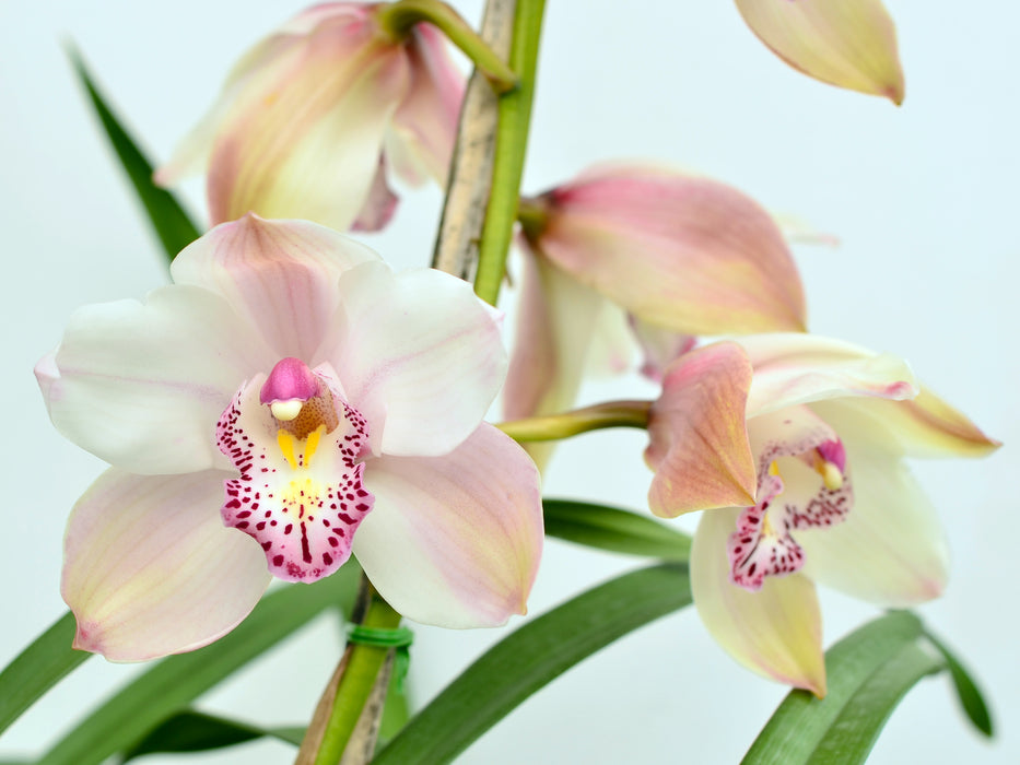 Cymbidium Blanco Labelo Rosado Pecoso H00197