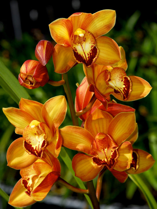 Cymbidium Dori Merchán