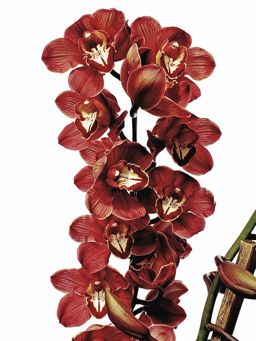 Cymbidium Ena Henry