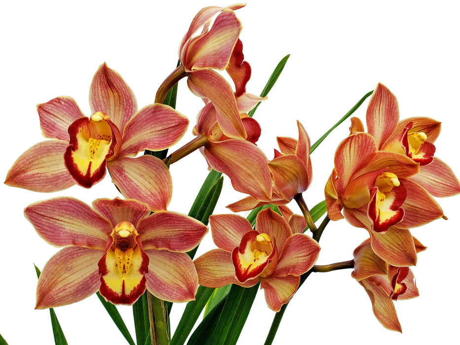 Cymbidium Fresita Big Especial (hp)