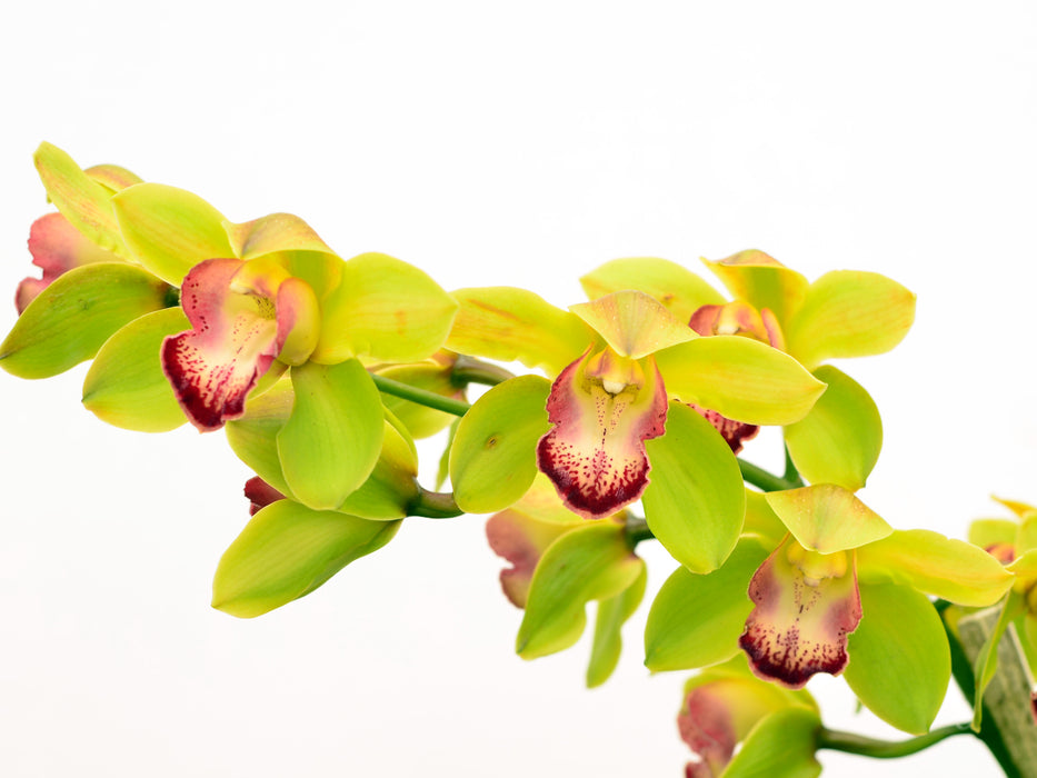 Cymbidium Gigi Verde