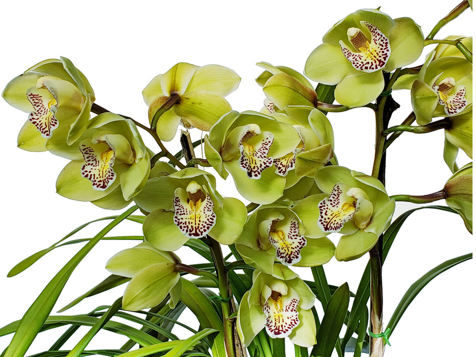 Cymbidium Green Glass Solano Beach Valet Punt