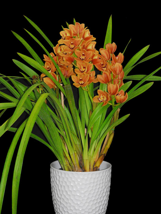 Cymbidium Green Glass 'Kimberly' M390