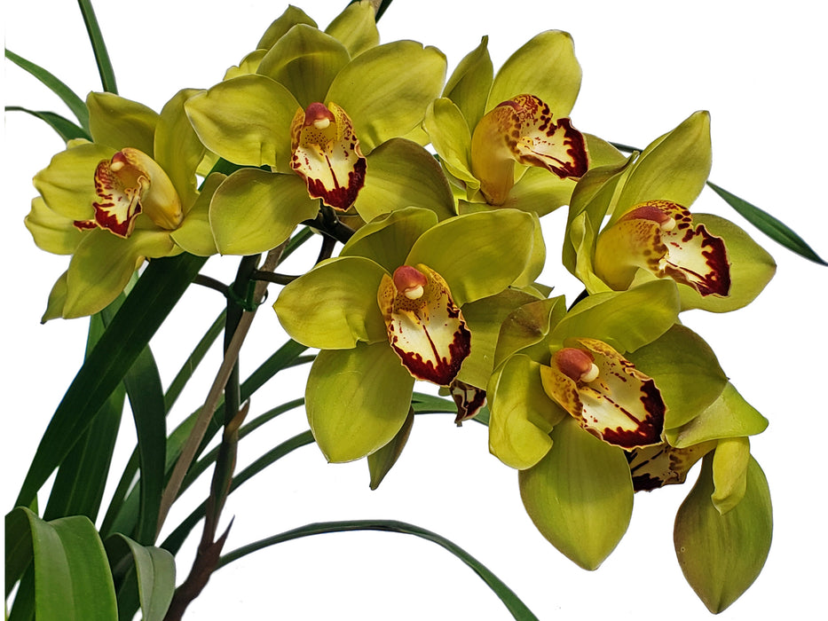 Cymbidium Greenzelle Hot Shot X  Mighthy  Mouse Mianio