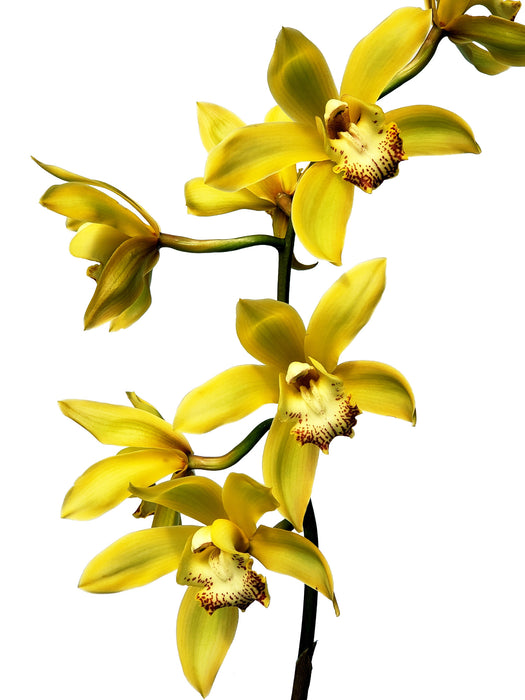 Cymbidium Hl 864