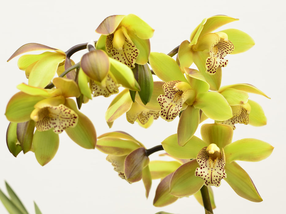 Cymbidium Honey Green Melissa