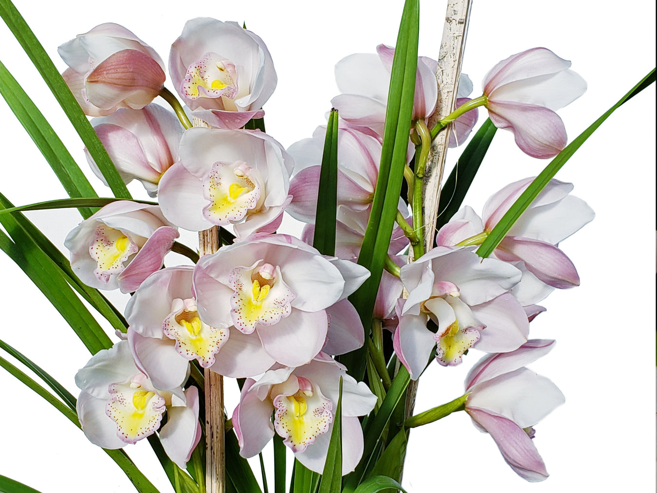 Cymbidium