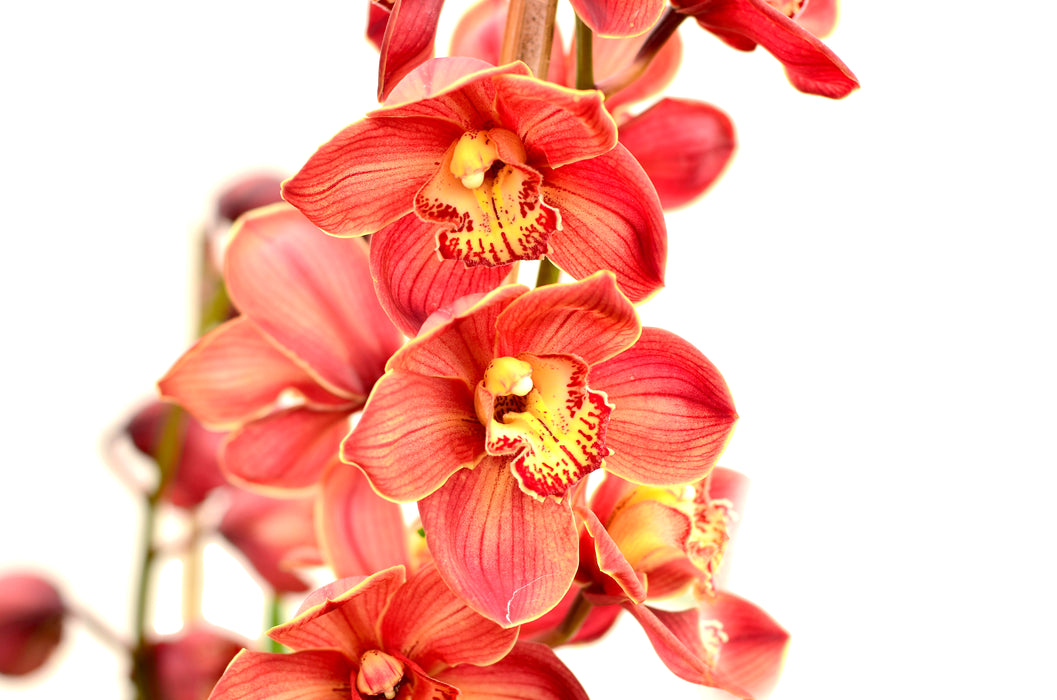 Cymbidium Ingapirca