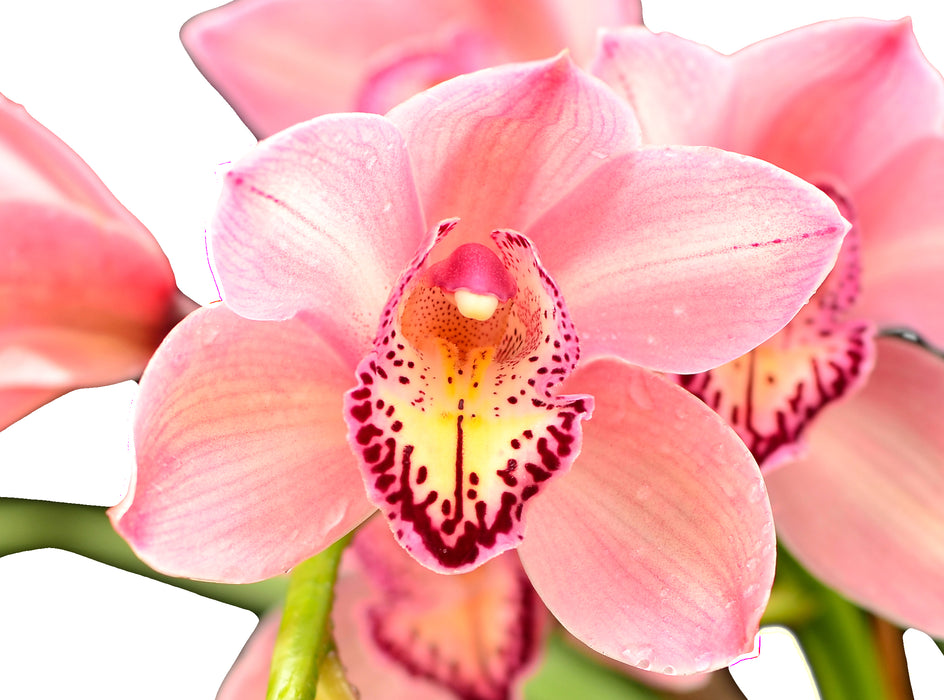 Cymbidium Jet Set Special Pink 1 h00230