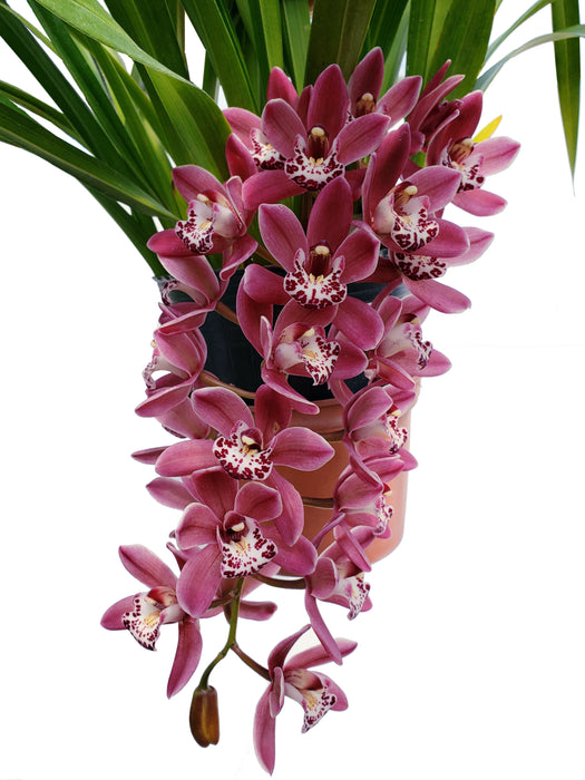 Cymbidium Js605 Ruby Sarah 'Gem Stone'