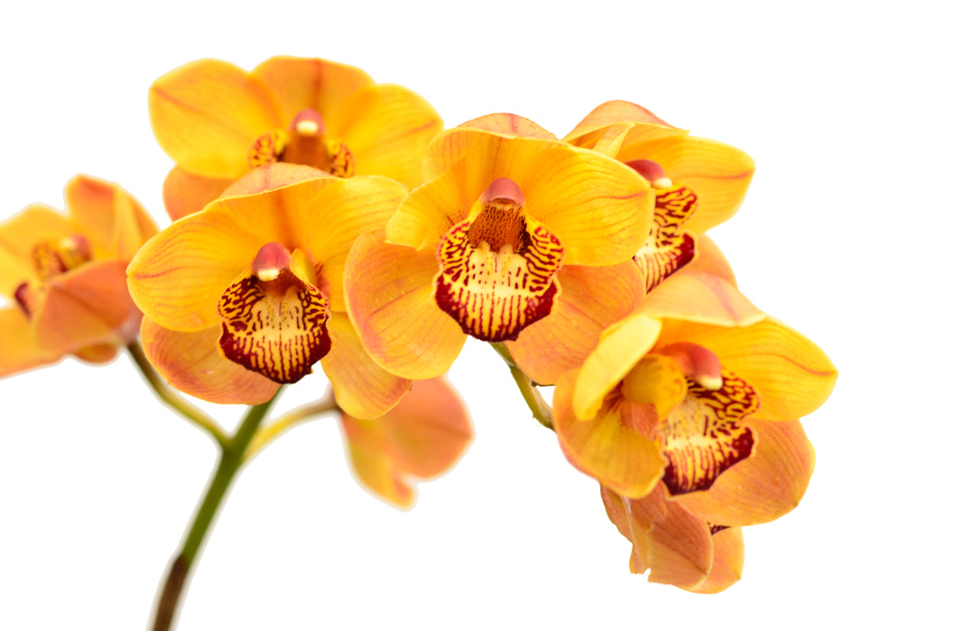 Cymbidium Jum 0207 Ec