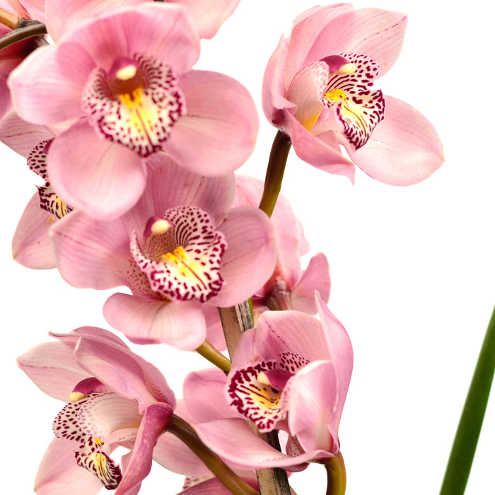 Cymbidium Kerta x Terama Wartonx Pinata Liplocked