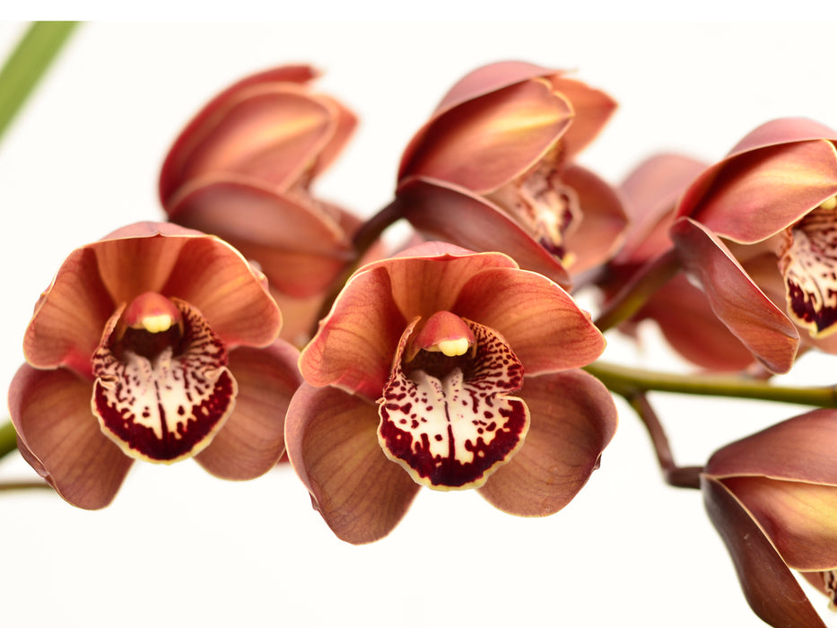 Cymbidium Khan Flame Molla