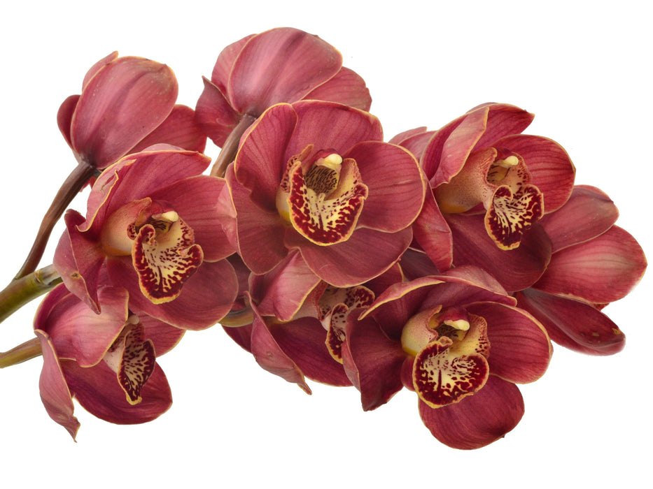 Cymbidium Khan Flame 'Lucifer'