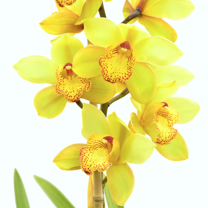 Cymbidium Kk581 Koushu Dream "Irish Sky"