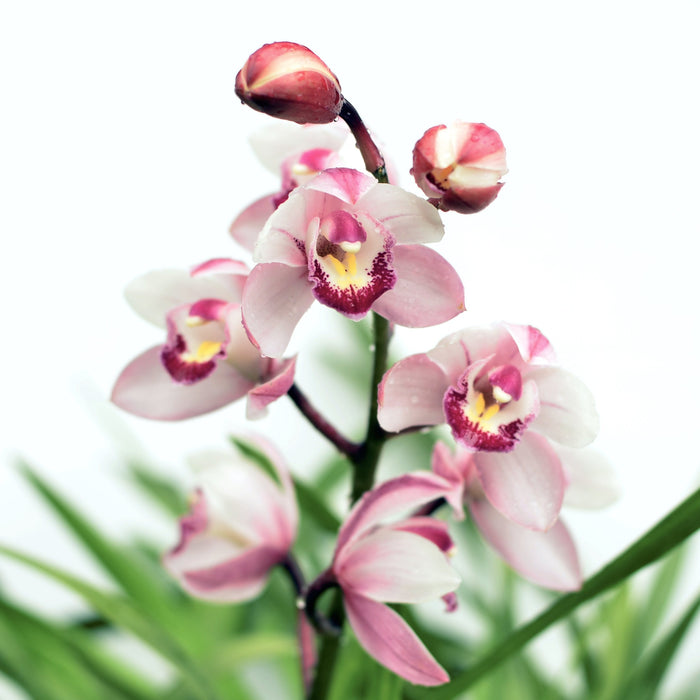 Cymbidium Lq501 Enzan Oberon "Gelee