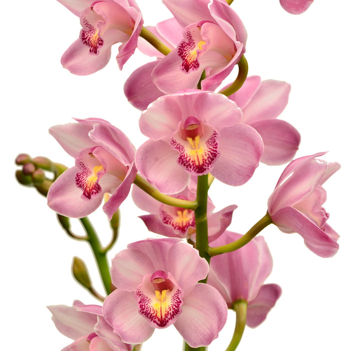 Cymbidium Lq522