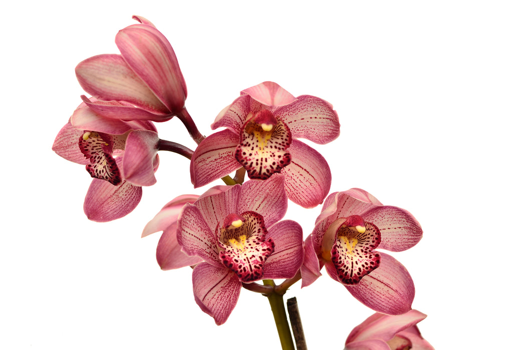 Cymbidium Mary rosa Ec