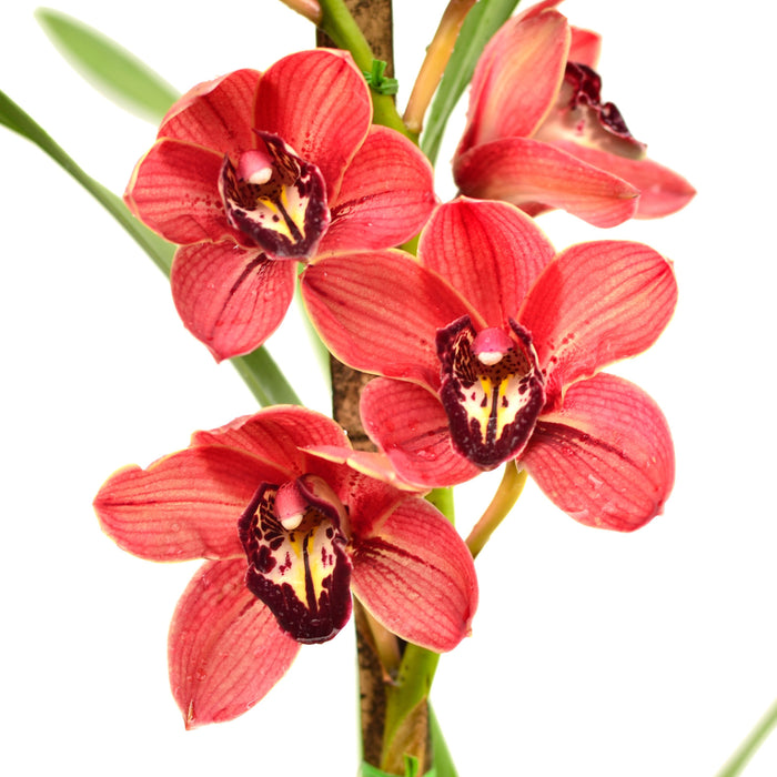 Cymbidium Miguel 13 Ec