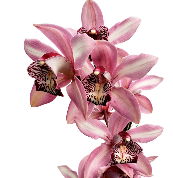 Cymbidium Nhk810