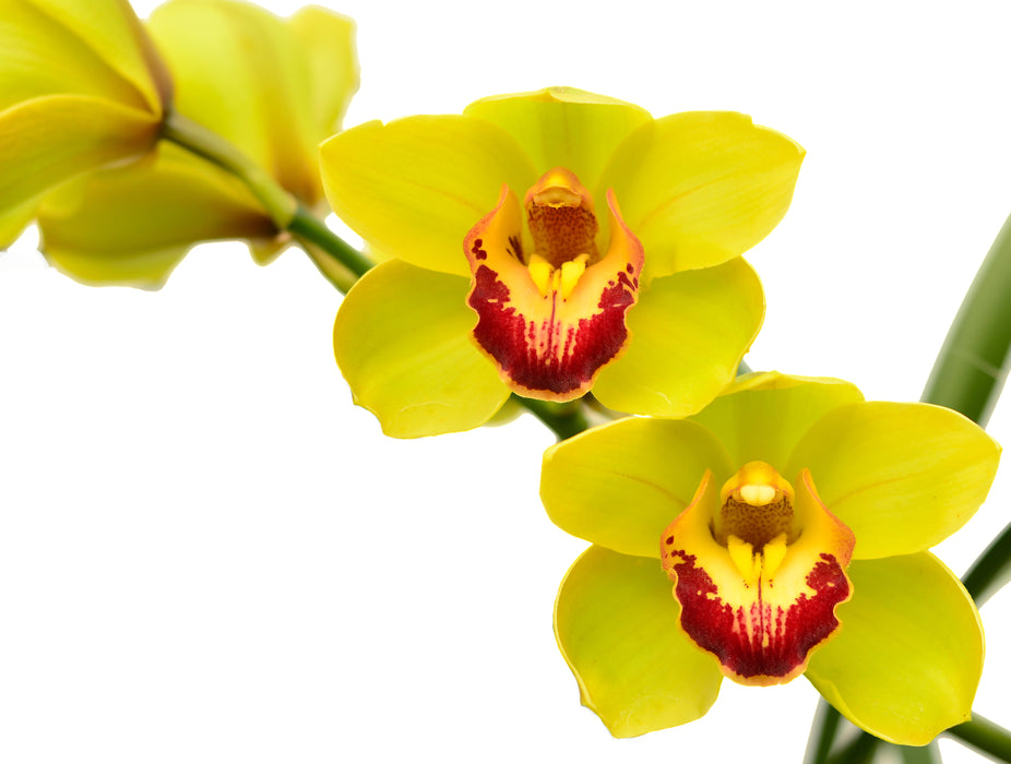 Cymbidium Payes Ec 1