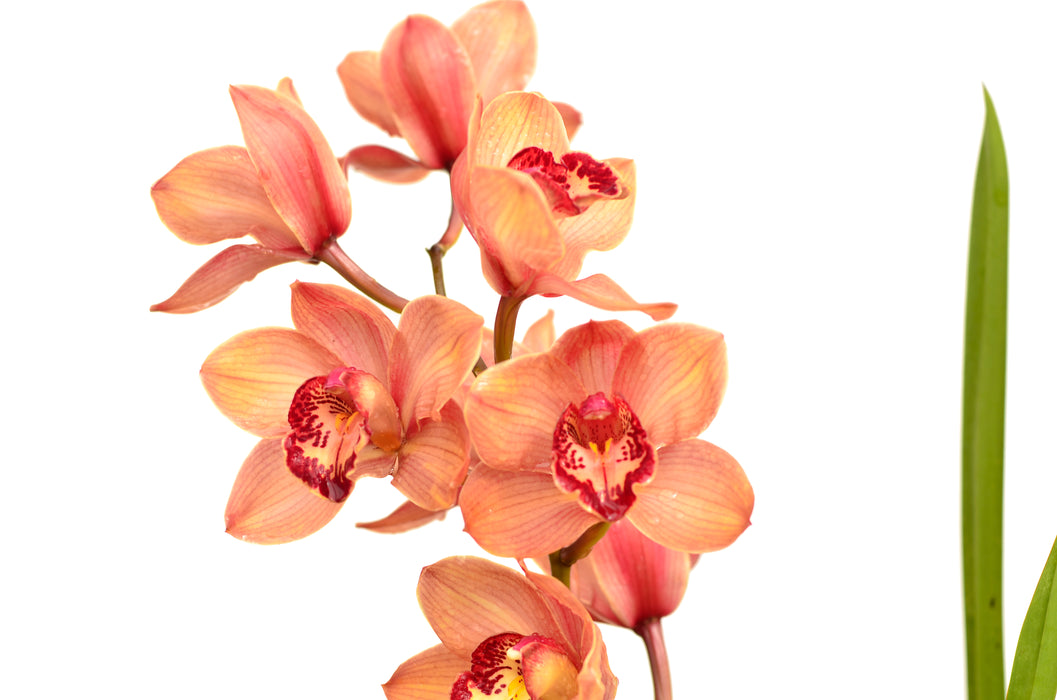 Cymbidium Pebbles Santa Barbara Very Good Orange