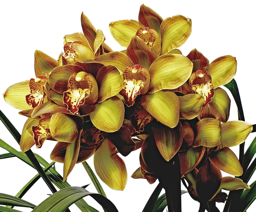 Cymbidium Pedro H 02m Ec