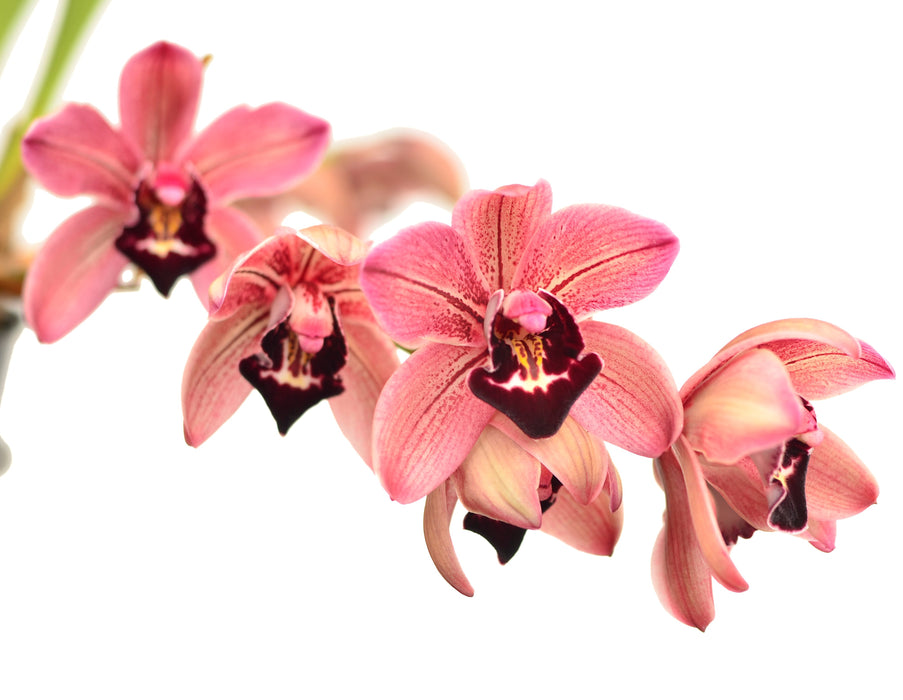 Cymbidium Red Vale Bayswater #1