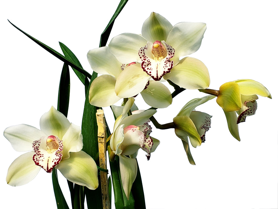 Cymbidium Sandro # 2