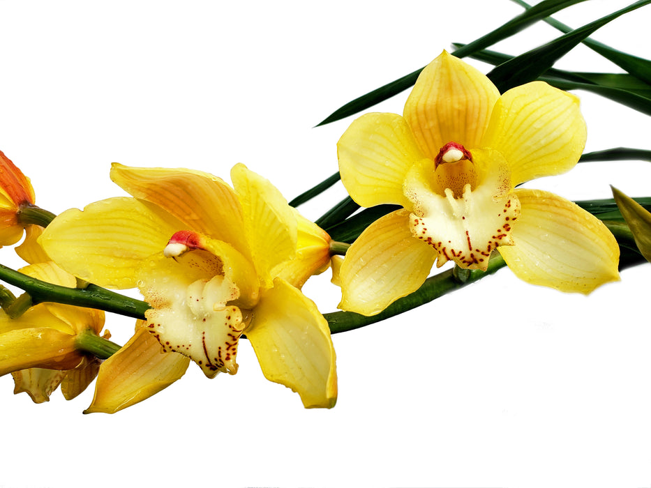 Cymbidium Via Ambarino #24 x Este Amarillo